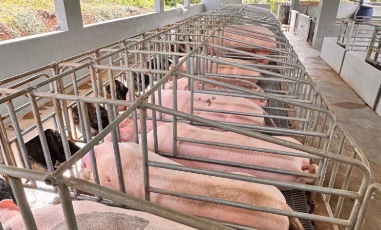 Debaten sobre el control o vigilancia de la peste porcina