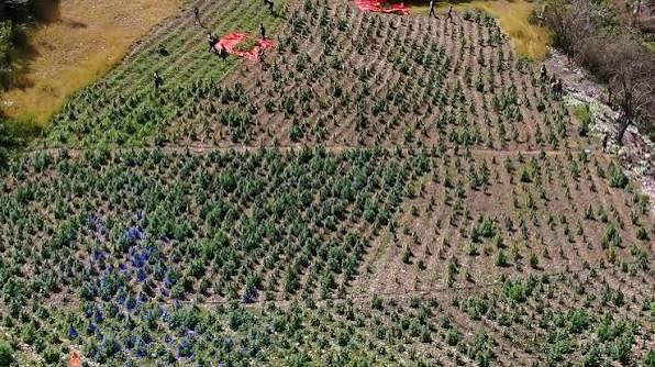Autoridades desmantelan dos plantaciones marihuana Azua
